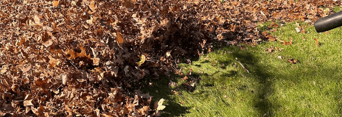 Antonio Lawn Mowing Services