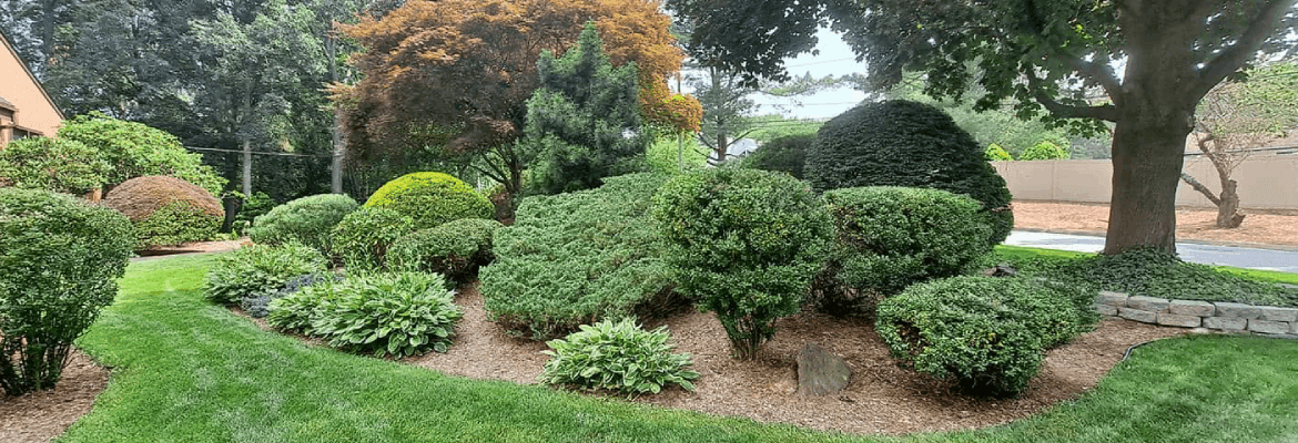 Antonio Lawn Mowing Services
